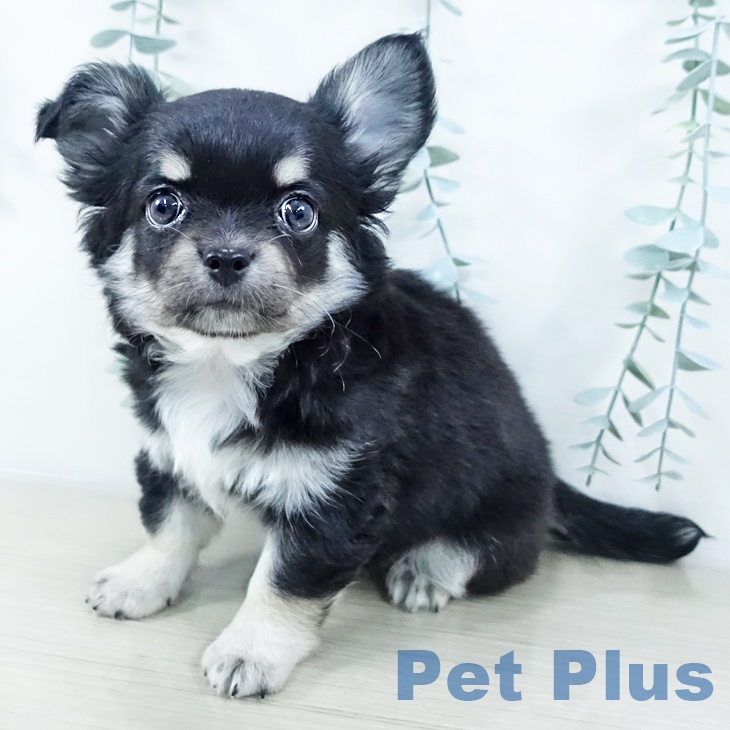 茨城県のチワワ(ロング) (ペッツワン 阿見店/2025年10月15日生まれ/女の子/ブラックタン)の子犬の1枚目の画像