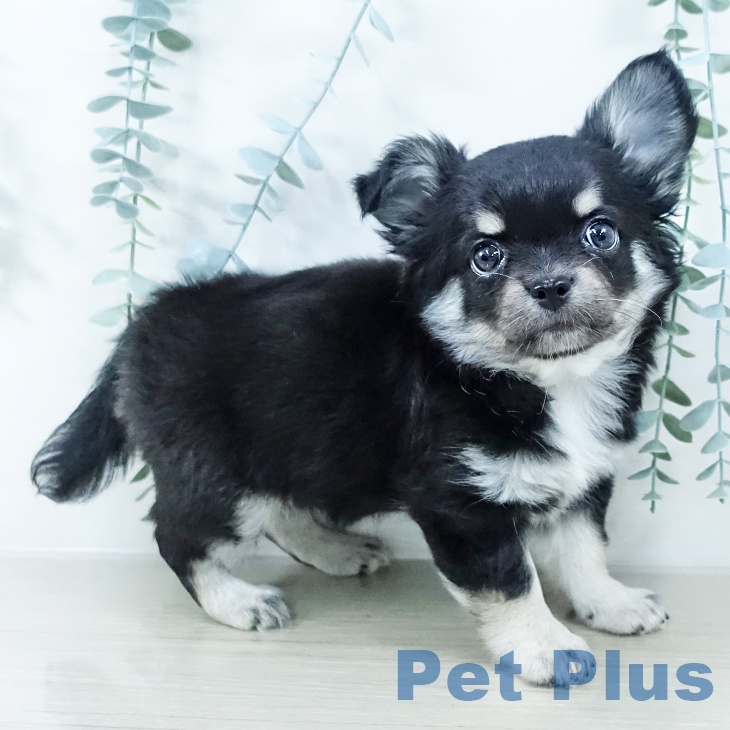 茨城県のチワワ(ロング) (ペッツワン 阿見店/2025年10月15日生まれ/女の子/ブラックタン)の子犬の2枚目の画像