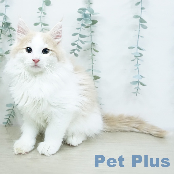 東京都のノルウェージャンフォレストキャット (ペットプラス MARK IS 葛飾かなまち店/2025年10月11日生まれ/男の子/クリームタビーホワイト)の子猫の1枚目の画像