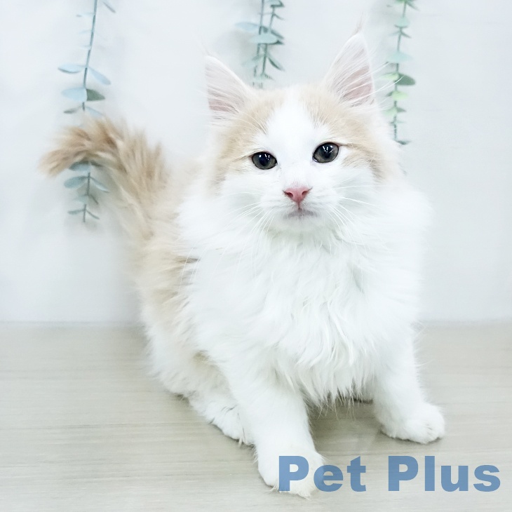 東京都のノルウェージャンフォレストキャット (ペットプラス MARK IS 葛飾かなまち店/2025年10月11日生まれ/男の子/クリームタビーホワイト)の子猫の2枚目の画像