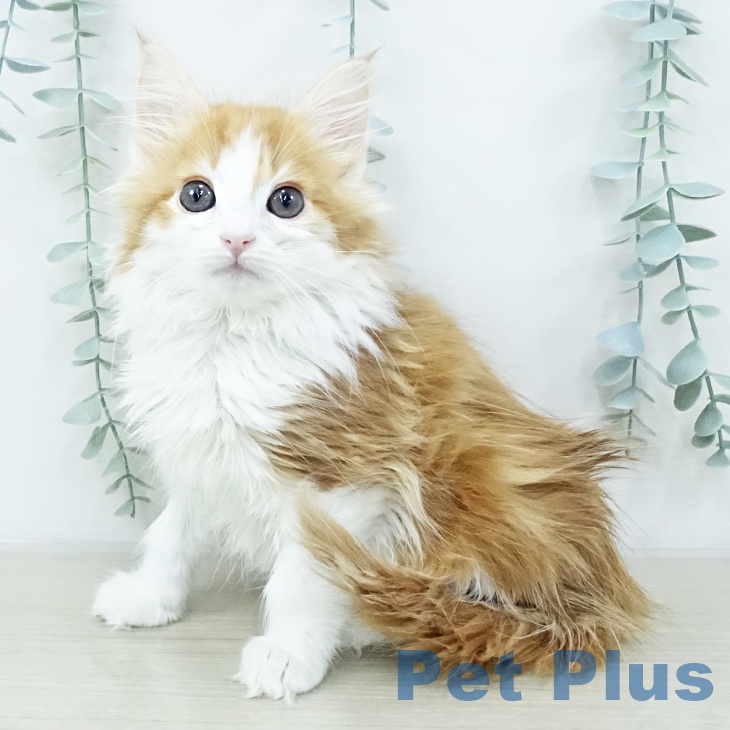 千葉県のノルウェージャンフォレストキャット (ペットプラス 幕張新都心店/2025年10月11日生まれ/男の子/レッドタビーホワイト)の子猫の1枚目の画像