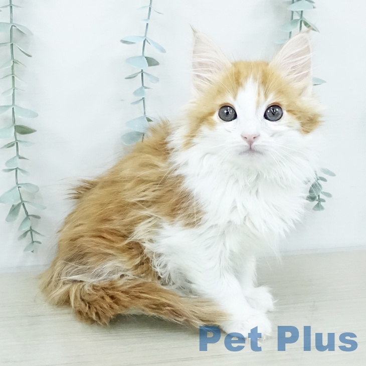 千葉県のノルウェージャンフォレストキャット (ペットプラス 幕張新都心店/2025年10月11日生まれ/男の子/レッドタビーホワイト)の子猫の2枚目の画像