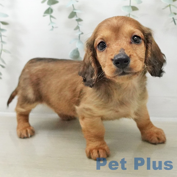 千葉県のミニチュアダックスフンド(ロング) (ペットプラス 木更津店/2025年10月22日生まれ/男の子/レッド)の子犬の2枚目の画像