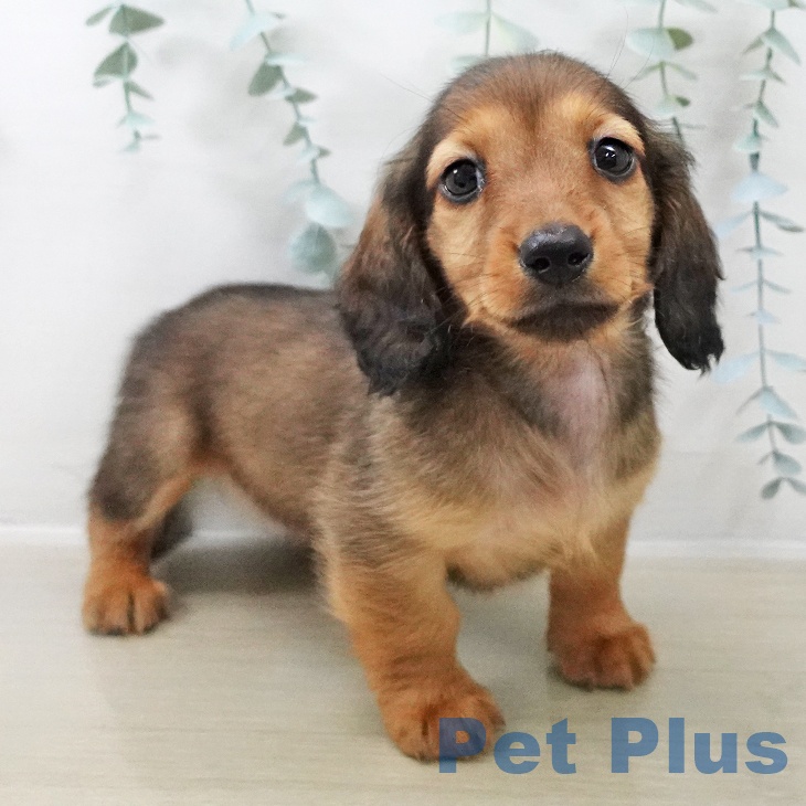 神奈川県のミニチュアダックスフンド(ロング) (ペットプラス 新百合丘店/2025年10月22日生まれ/男の子/レッド)の子犬の1枚目の画像
