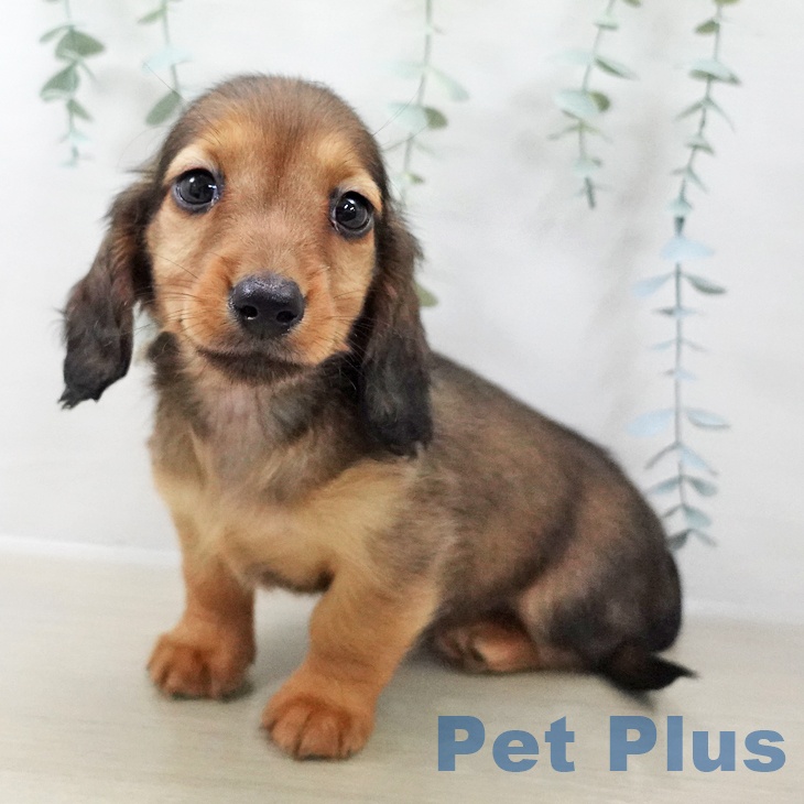 神奈川県のミニチュアダックスフンド(ロング) (ペットプラス 新百合丘店/2025年10月22日生まれ/男の子/レッド)の子犬の2枚目の画像