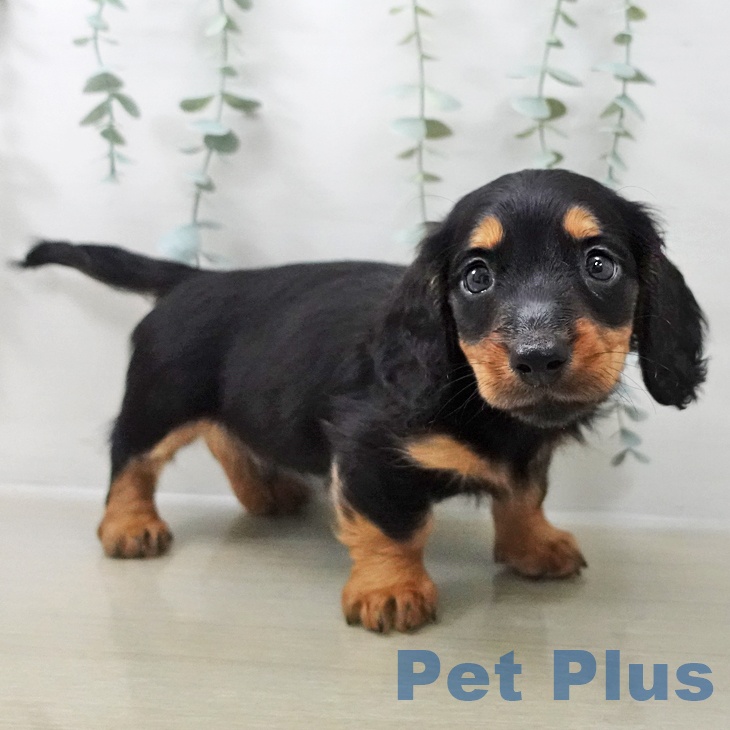 群馬県のミニチュアダックスフンド(ロング) (ペットプラス イオンモール太田店/2025年10月22日生まれ/男の子/ブラックタン)の子犬の1枚目の画像