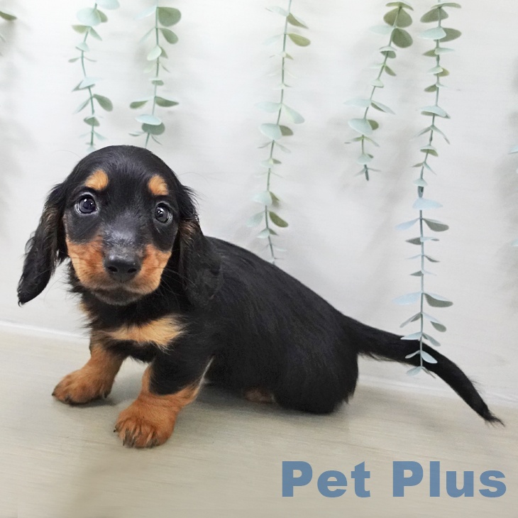群馬県のミニチュアダックスフンド(ロング) (ペットプラス イオンモール太田店/2025年10月22日生まれ/男の子/ブラックタン)の子犬の2枚目の画像