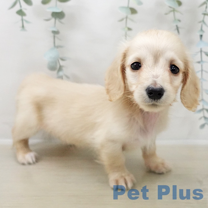 ミニチュア・ダックスフンド