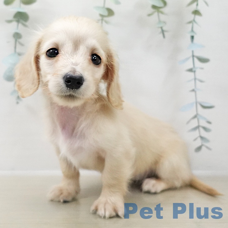 ミニチュア・ダックスフンドの写真2