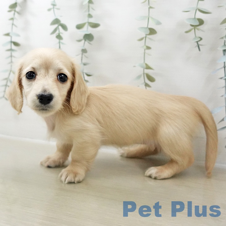 埼玉県のミニチュアダックスフンド(ロング) (ペットプラス ららぽーと新三郷店/2025年10月24日生まれ/女の子/イエロー)の子犬の1枚目の画像