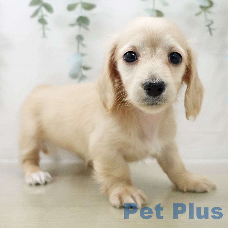 埼玉県のミニチュアダックスフンド(ロング) (ペットプラス ららぽーと新三郷店/2025年10月24日生まれ/女の子/イエロー)の子犬の2枚目の画像