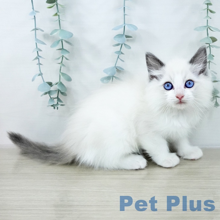 長野県のラグドール (ペットプラス 長野店/2025年10月17日生まれ/男の子/ブルーポイントバイカラー)の子猫の1枚目の画像