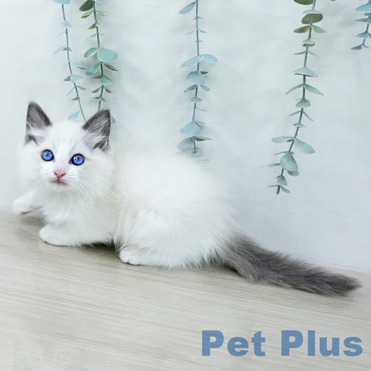 長野県のラグドール (ペットプラス 長野店/2025年10月17日生まれ/男の子/ブルーポイントバイカラー)の子猫の2枚目の画像