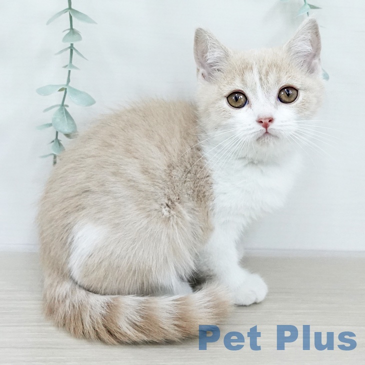 東京都のブリティッシュショートヘアー (ペットプラス 立川高島屋S.C.店/2025年10月19日生まれ/女の子/クリームタビーホワイト)の子猫の1枚目の画像