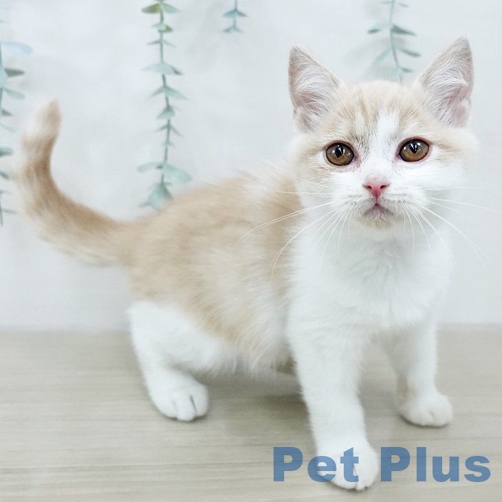長野県のブリティッシュショートヘアー (ペットプラス 須坂店/2025年10月19日生まれ/女の子/クリームタビーホワイト)の子猫の1枚目の画像