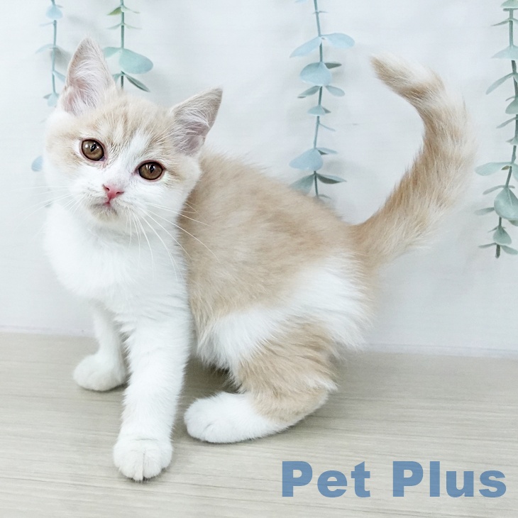 長野県のブリティッシュショートヘアー (ペットプラス 須坂店/2025年10月19日生まれ/女の子/クリームタビーホワイト)の子猫の2枚目の画像