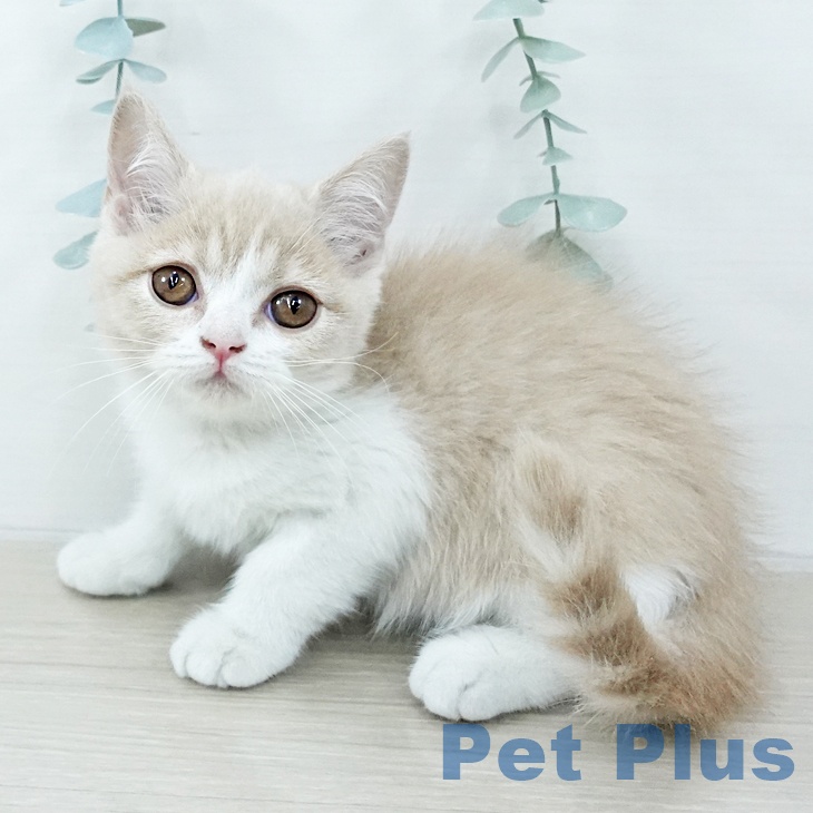 神奈川県のブリティッシュショートヘアー (ペットプラス 湘南平塚店/2025年10月19日生まれ/女の子/クリームタビーホワイト)の子猫