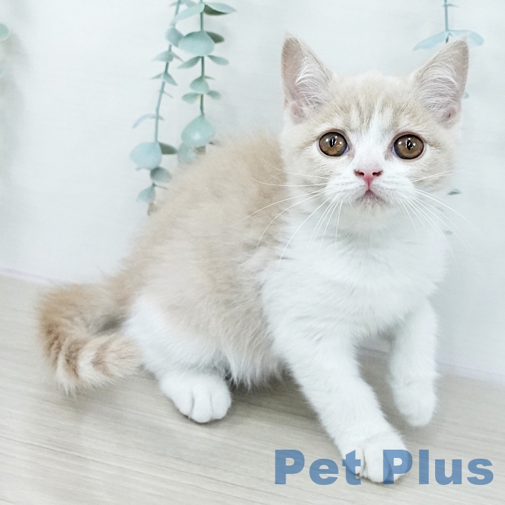 神奈川県のブリティッシュショートヘアー (ペットプラス 湘南平塚店/2025年10月19日生まれ/女の子/クリームタビーホワイト)の子猫の2枚目の画像
