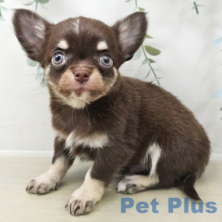 宮城県のチワワ(ロング) (ペットプラス 仙台泉大沢店/2025年10月24日生まれ/男の子/チョコレートタンホワイト)の子犬の1枚目の画像