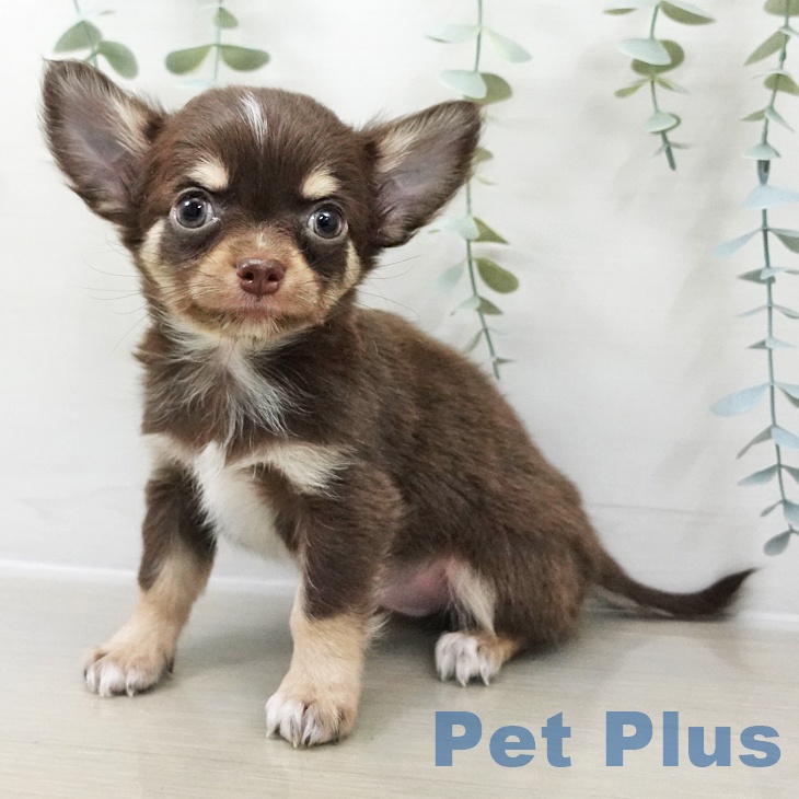 埼玉県のチワワ(ロング) (ペットプラス 羽生店/2025年10月24日生まれ/男の子/チョコレートタンホワイト)の子犬の2枚目の画像