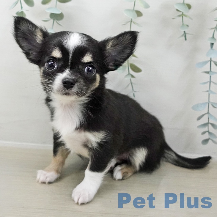 神奈川県のチワワ(ロング) (ペットプラス 海老名店/2025年10月24日生まれ/女の子/ブラックタンホワイト)の子犬の1枚目の画像