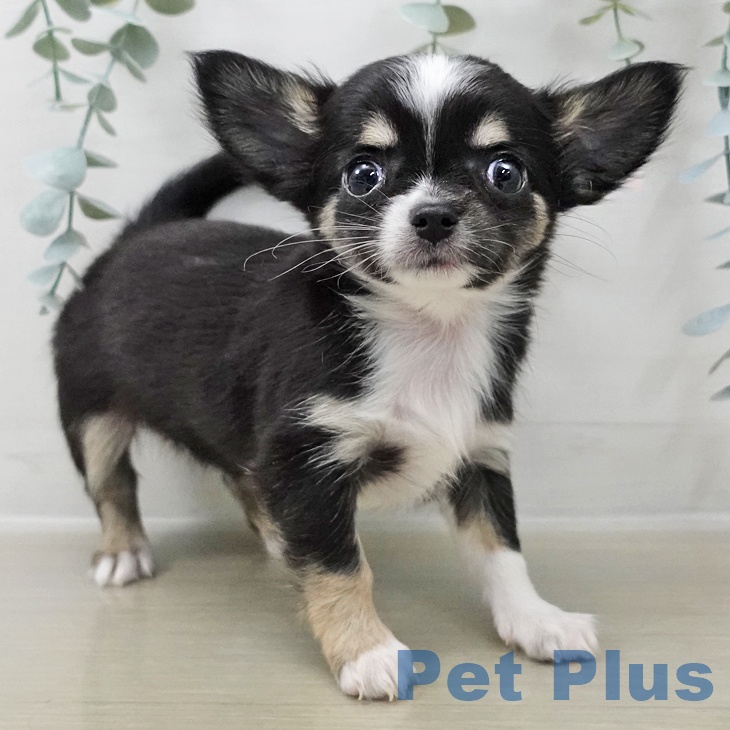 神奈川県のチワワ(ロング) (ペットプラス 海老名店/2025年10月24日生まれ/女の子/ブラックタンホワイト)の子犬の2枚目の画像