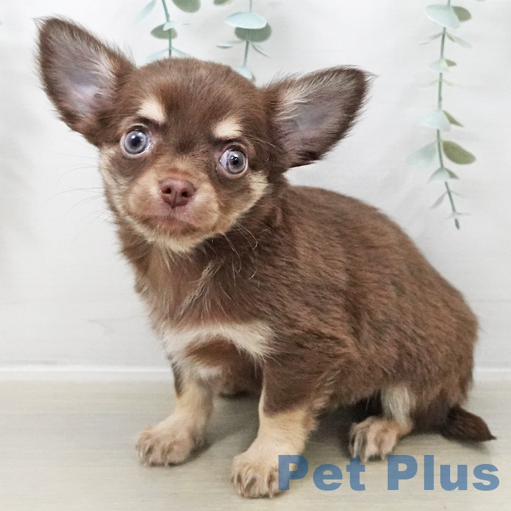 宮城県のチワワ(ロング) (ペットプラス 仙台上杉店/2025年10月24日生まれ/女の子/チョコレートタンホワイト)の子犬の1枚目の画像