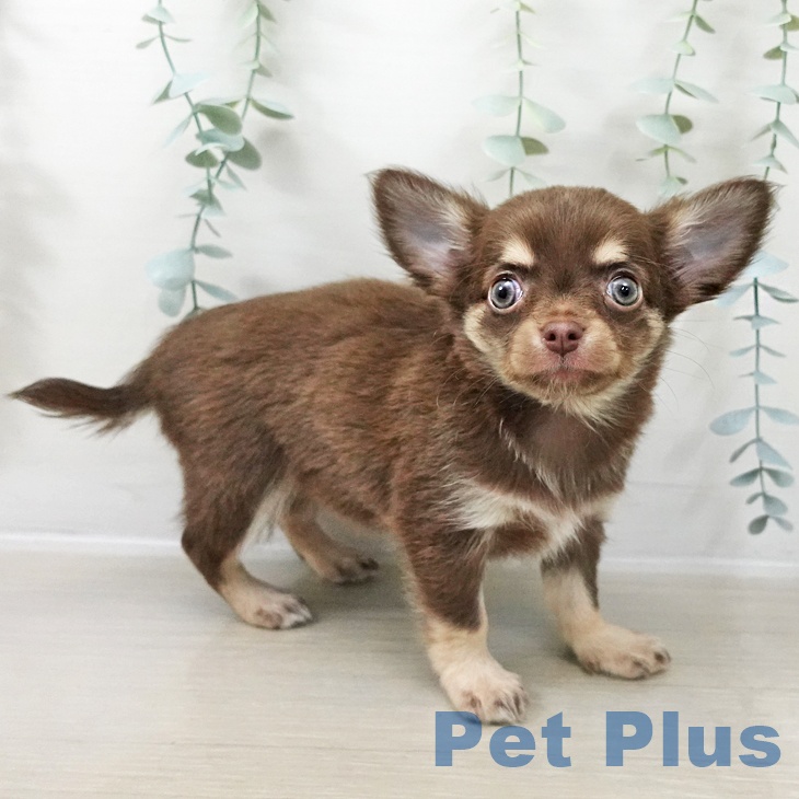 宮城県のチワワ(ロング) (ペットプラス 仙台上杉店/2025年10月24日生まれ/女の子/チョコレートタンホワイト)の子犬の2枚目の画像