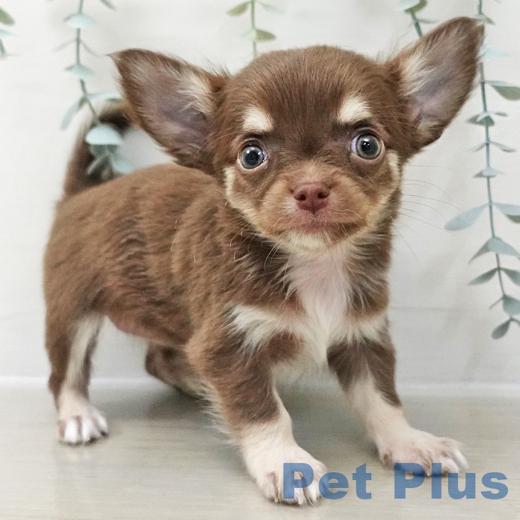 長野県のチワワ(ロング) (ペットプラス 長野店/2025年10月24日生まれ/女の子/チョコレートタンホワイト)の子犬の1枚目の画像
