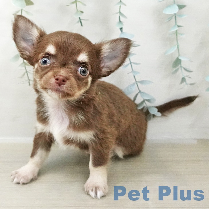 長野県のチワワ(ロング) (ペットプラス 長野店/2025年10月24日生まれ/女の子/チョコレートタンホワイト)の子犬の2枚目の画像