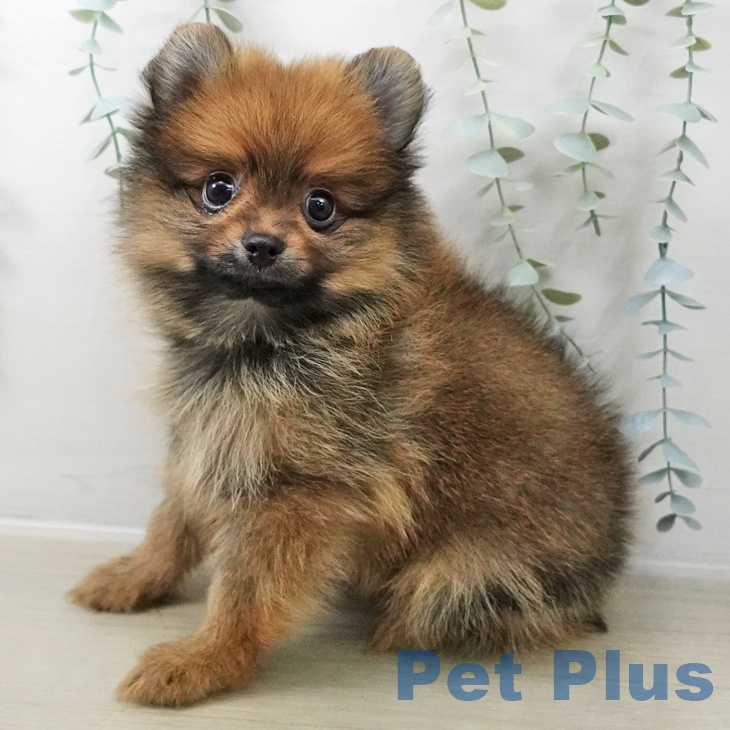 神奈川県のポメラニアン (ペットプラス ビアレ横浜店/2025年10月23日生まれ/男の子/オレンジ)の子犬の1枚目の画像
