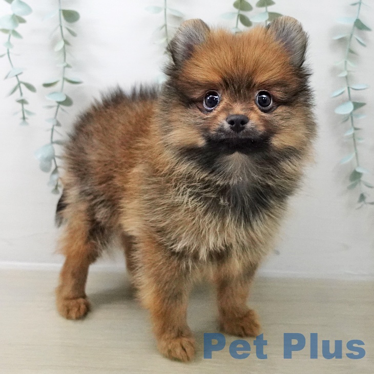 神奈川県のポメラニアン (ペットプラス ビアレ横浜店/2025年10月23日生まれ/男の子/オレンジ)の子犬の2枚目の画像