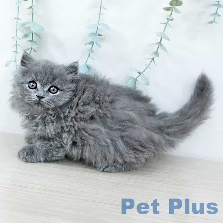 茨城県のブリティッシュショートヘアー (ペッツワン つくば店/2025年10月23日生まれ/男の子/ブルー)の子猫の1枚目の画像