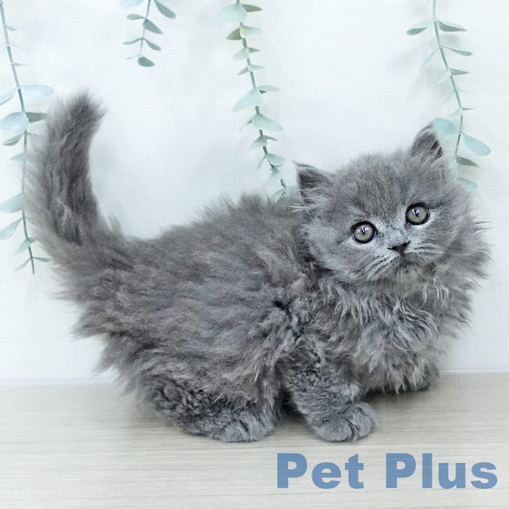 茨城県のブリティッシュショートヘアー (ペッツワン つくば店/2025年10月23日生まれ/男の子/ブルー)の子猫の2枚目の画像