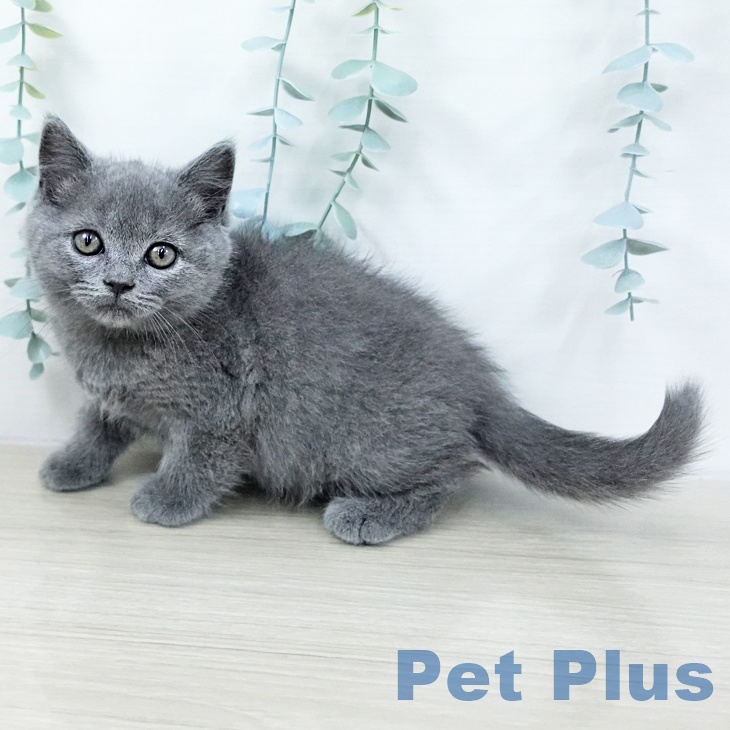 山梨県のブリティッシュショートヘアー (ペットプラス 甲府昭和店/2025年10月23日生まれ/男の子/ブルー)の子猫の1枚目の画像