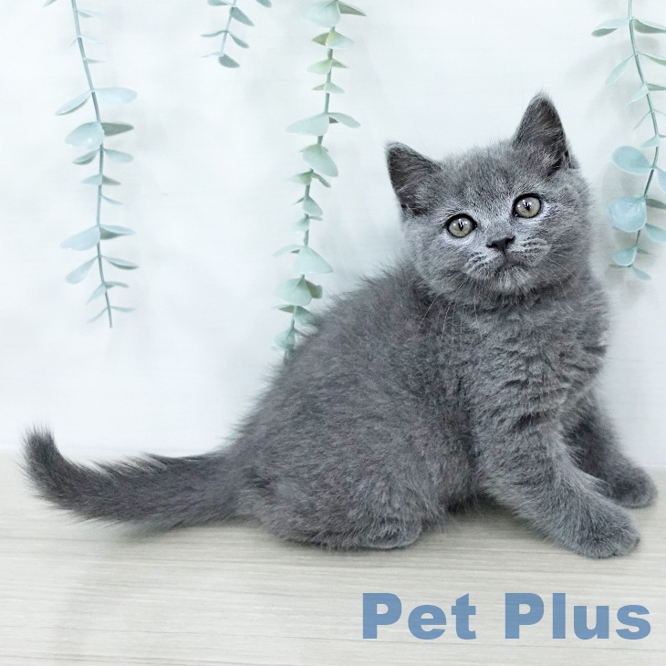 山梨県のブリティッシュショートヘアー (ペットプラス 甲府昭和店/2025年10月23日生まれ/男の子/ブルー)の子猫の2枚目の画像
