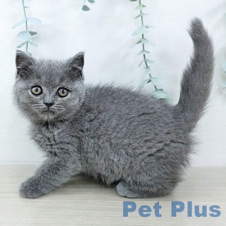 神奈川県のブリティッシュショートヘアー (ペットプラス 川崎ルフロン店/2025年10月23日生まれ/女の子/ブルー)の子猫の1枚目の画像