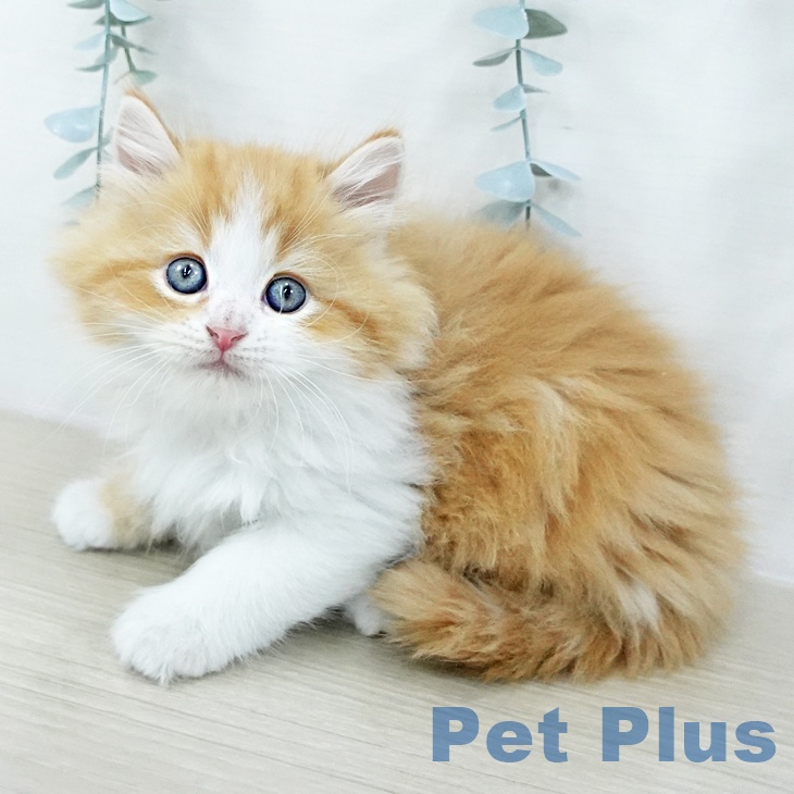 東京都のラガマフィン (ペットプラス 立川高島屋S.C.店/2025年10月23日生まれ/男の子/レッドタビーホワイト)の子猫の1枚目の画像