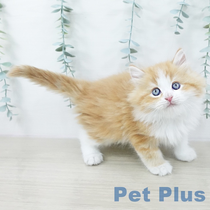 東京都のラガマフィン (ペットプラス 立川高島屋S.C.店/2025年10月23日生まれ/男の子/レッドタビーホワイト)の子猫の2枚目の画像