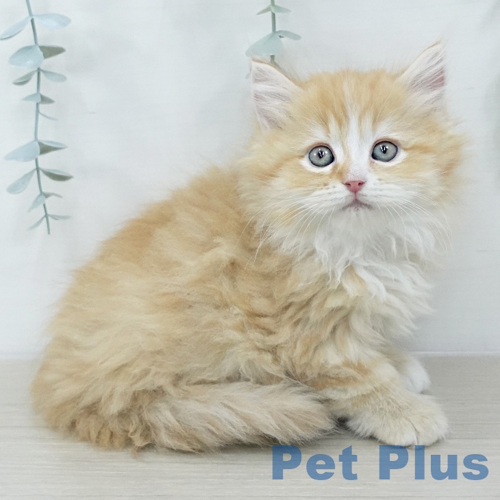 宮城県のラガマフィン (ペットプラス 名取店/2025年10月23日生まれ/女の子/レッドタビーホワイト)の子猫の1枚目の画像