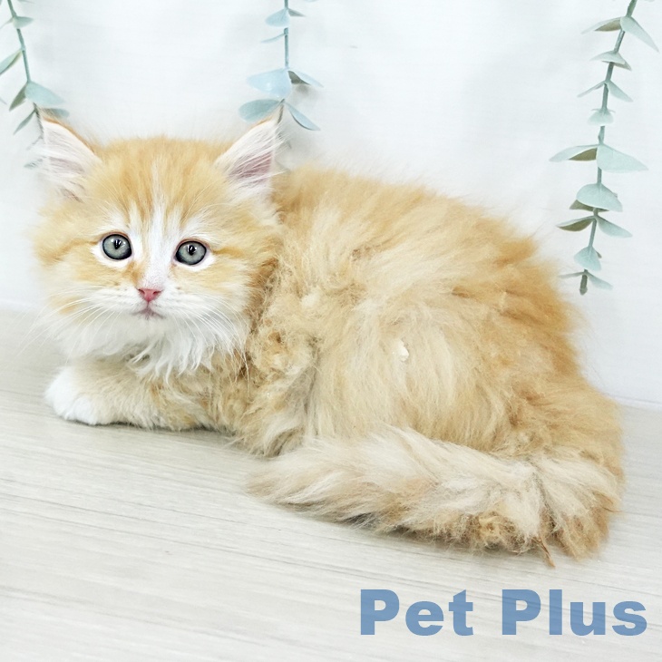 宮城県のラガマフィン (ペットプラス 名取店/2025年10月23日生まれ/女の子/レッドタビーホワイト)の子猫の2枚目の画像