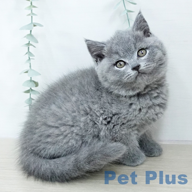 東京都のブリティッシュショートヘアー (ペットプラス むさし村山店/2025年10月23日生まれ/男の子/ブルー)の子猫の1枚目の画像