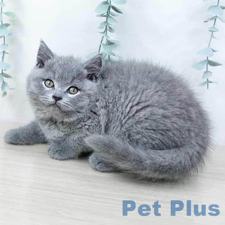 東京都のブリティッシュショートヘアー (ペットプラス むさし村山店/2025年10月23日生まれ/男の子/ブルー)の子猫の2枚目の画像