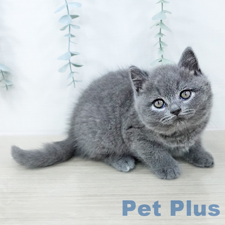 ブリティッシュショートヘア