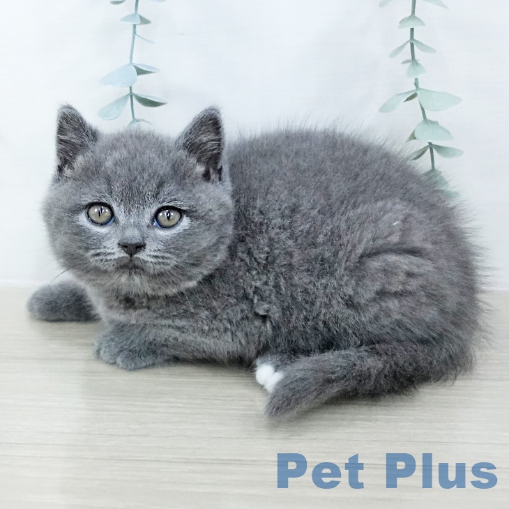 ブリティッシュショートヘアの写真2