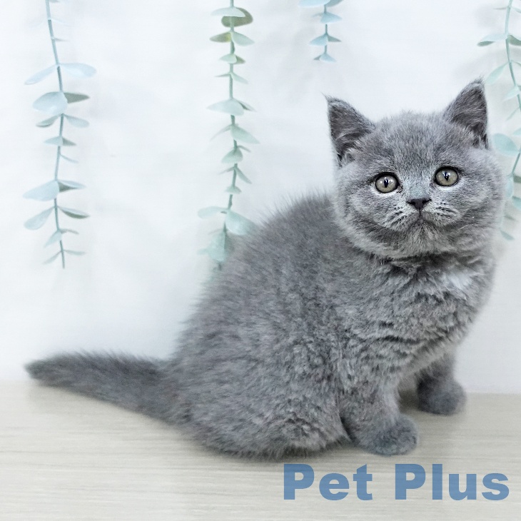 徳島県のブリティッシュショートヘアー (ペットプラス 徳島店/2025年10月23日生まれ/女の子/ブルー)の子猫の1枚目の画像