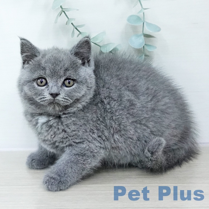 徳島県のブリティッシュショートヘアー (ペットプラス 徳島店/2025年10月23日生まれ/女の子/ブルー)の子猫の2枚目の画像