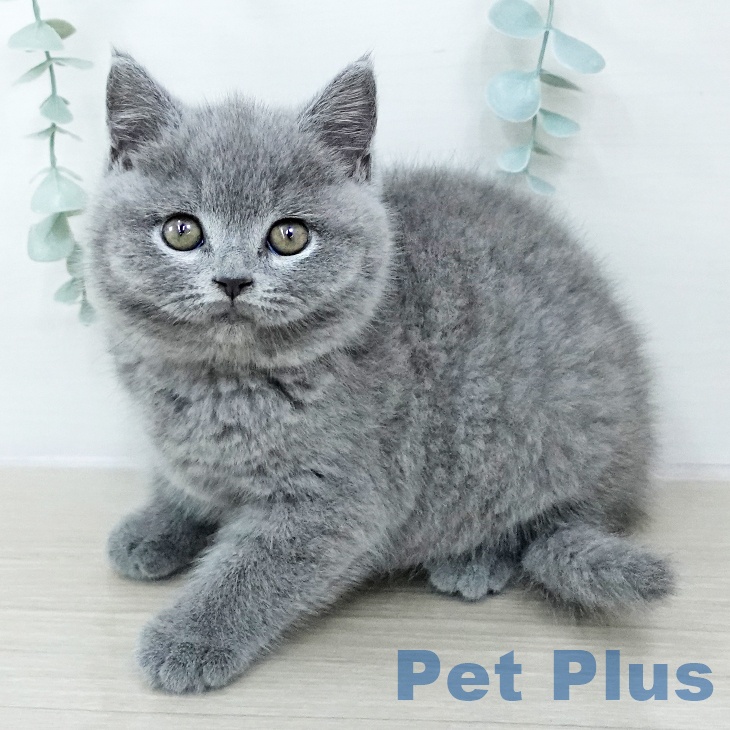 千葉県のブリティッシュショートヘアー (ペットプラス 船橋店/2025年10月23日生まれ/女の子/ブルー)の子猫の1枚目の画像