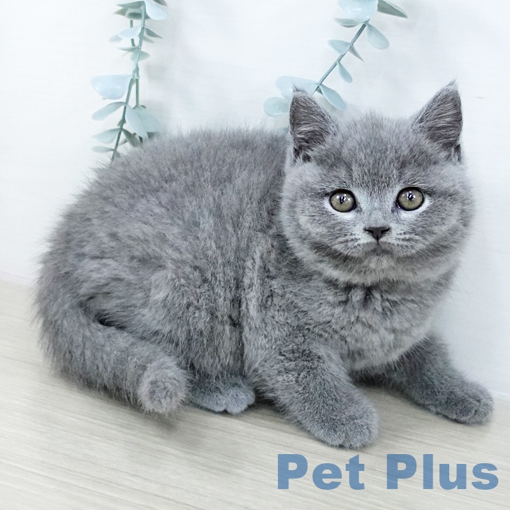 千葉県のブリティッシュショートヘアー (ペットプラス 船橋店/2025年10月23日生まれ/女の子/ブルー)の子猫の2枚目の画像