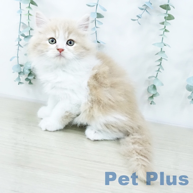 長野県のサイベリアン (ペットプラス 松本店/2025年10月24日生まれ/男の子/クリームタビーホワイト)の子猫の1枚目の画像